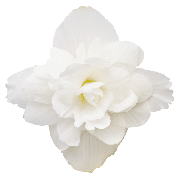 Begonia tuberhybrida F₁ Illumination® White - Image 2