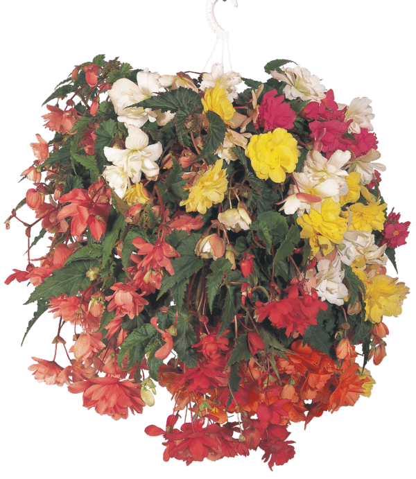 Begonia tuberhybrida F₁ Illumination® mixture - Image 2