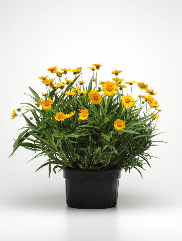 Coreopsis grandiflora Sunfire