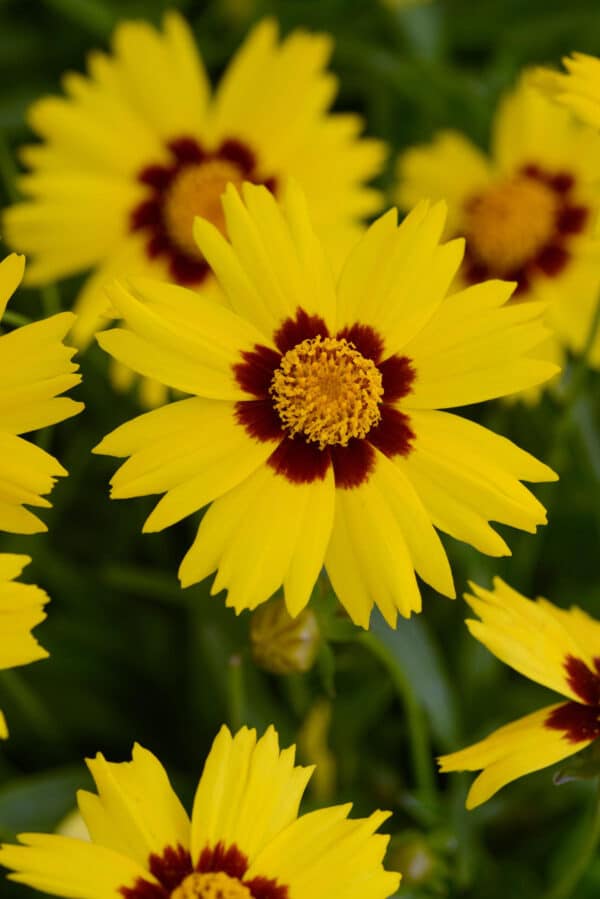 Coreopsis grandiflora Sunkiss - Image 4