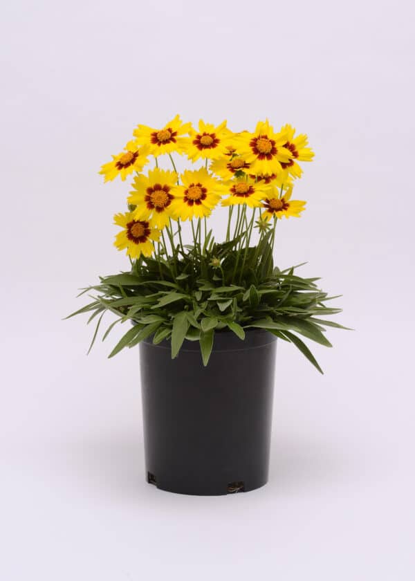 Coreopsis grandiflora Sunkiss