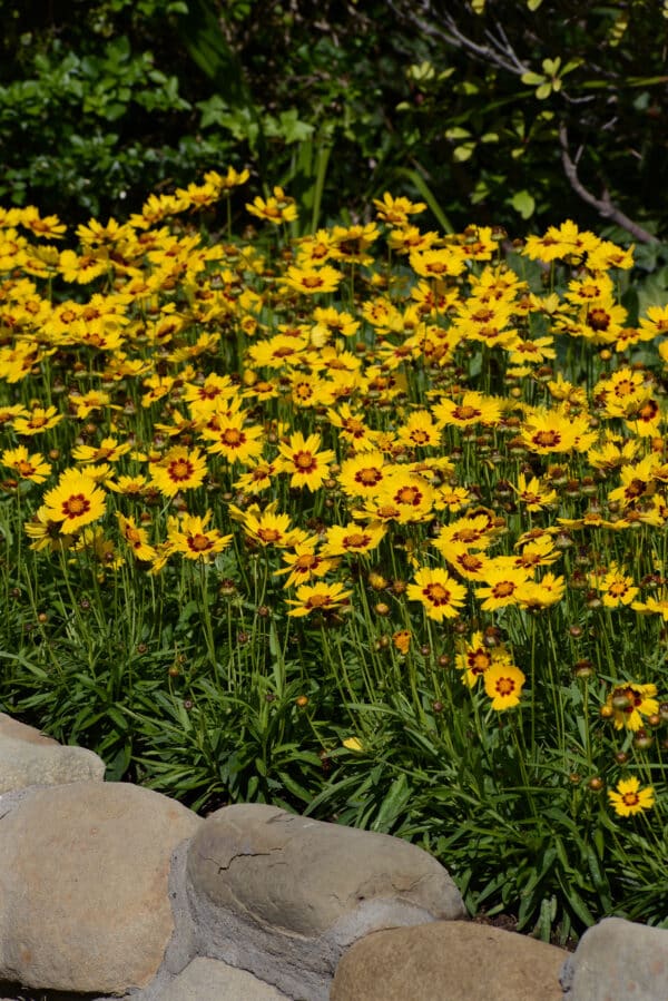 Coreopsis grandiflora Sunkiss - Image 3