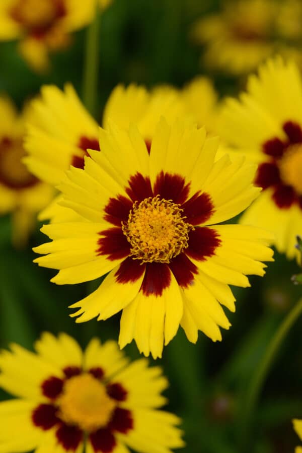 Coreopsis grandiflora Sunkiss - Image 2