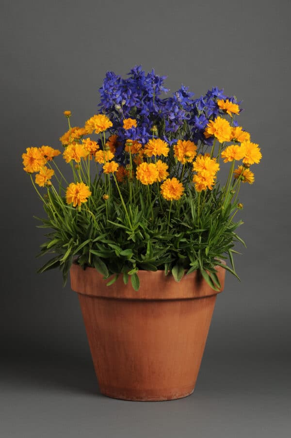 Coreopsis grandiflora Early Sunrise - Image 5