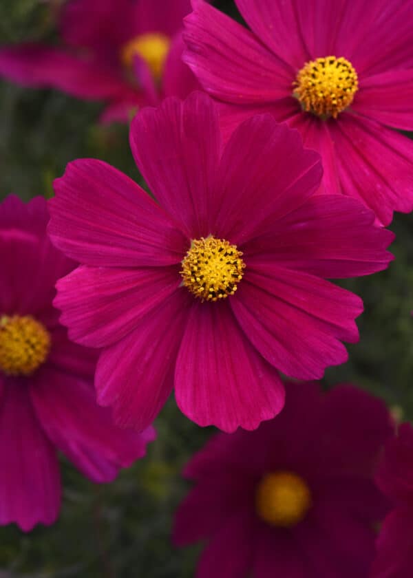 Cosmos bipinnatus Sonata™ Carmine