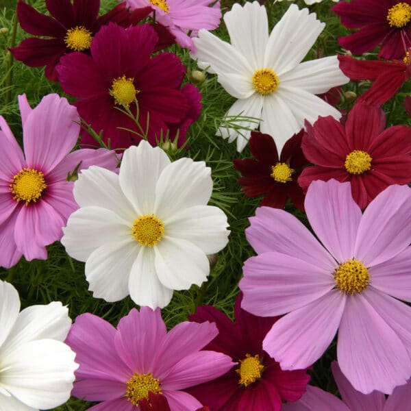 Cosmos bipinnatus Sonata™ mixture