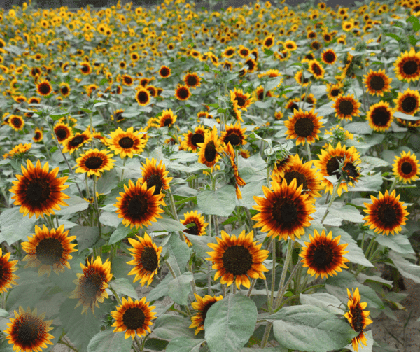 Helianthus annuus (Sunflower) Ring of Fire - Image 4