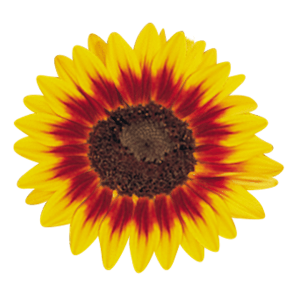 Helianthus annuus (Sunflower) Ring of Fire