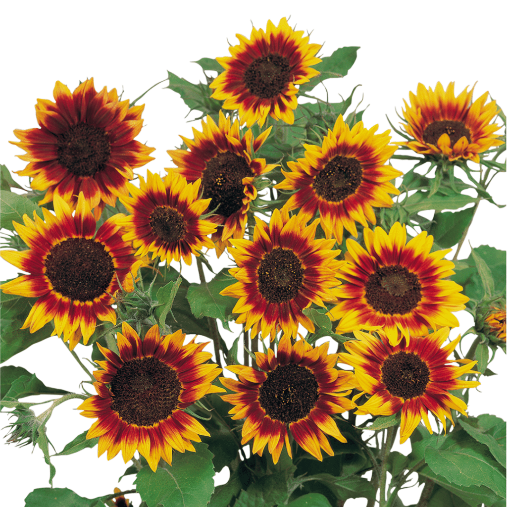 Helianthus annuus Ring of Fire 3