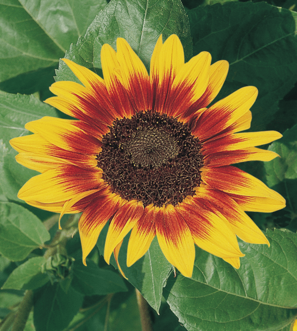 Helianthus annuus (Sunflower) Ring of Fire - Image 3