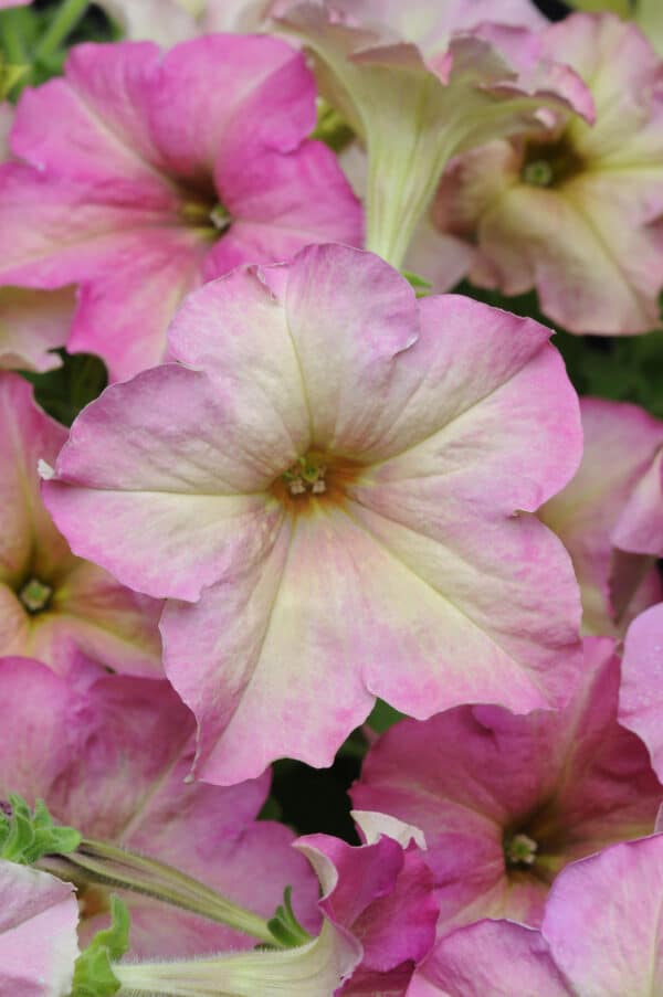 Petunia hybr. grandiflora Sophistica® Antique Shades