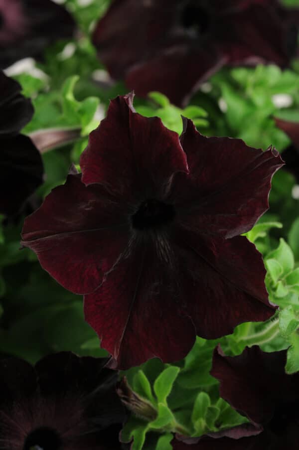 Petunia hybr. grandiflora Sophistica® Blackberry