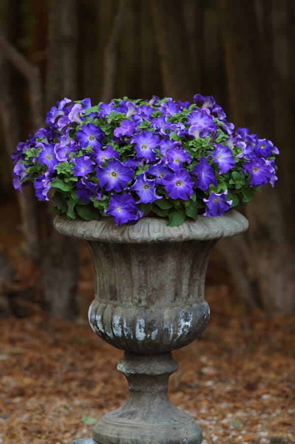 Petunia hybr. grandiflora Sophistica® Blue Morn - Image 2