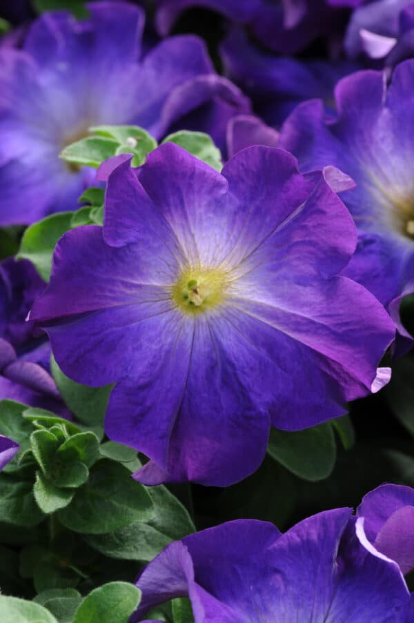 Petunia hybr. grandiflora Sophistica® Blue Morn