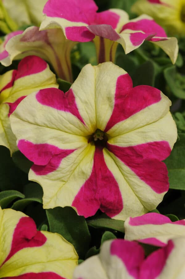 Petunia hybr. grandiflora Sophistica® Lime Bicolor