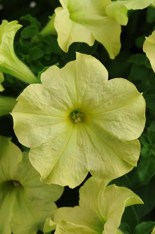 Petunia hybr. grandiflora Sophistica® Lime Green