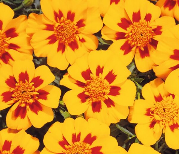 Tagetes patula nana (Marigold) Disco Granada