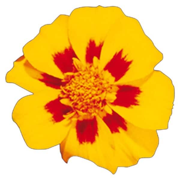 Tagetes patula nana (Marigold) Disco Granada - Image 2