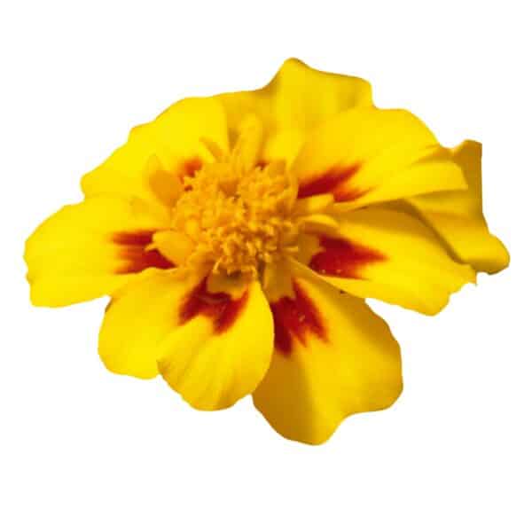 Tagetes patula nana (Marigold) Disco Marietta - Image 2