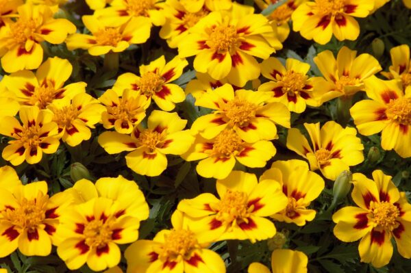 Tagetes patula nana (Marigold) Disco Marietta