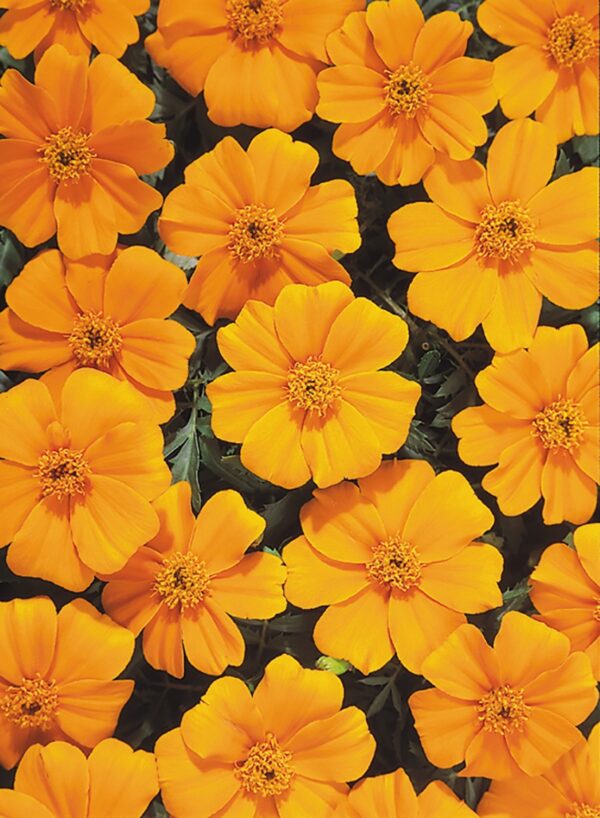 Tagetes patula nana (Marigold) Disco Orange