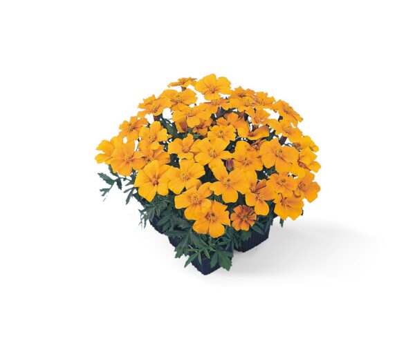 Tagetes patula nana (Marigold) Disco Orange - Image 3