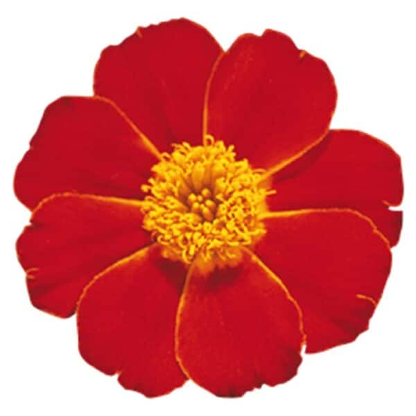 Tagetes patula nana (Marigold) Disco Red - Image 2