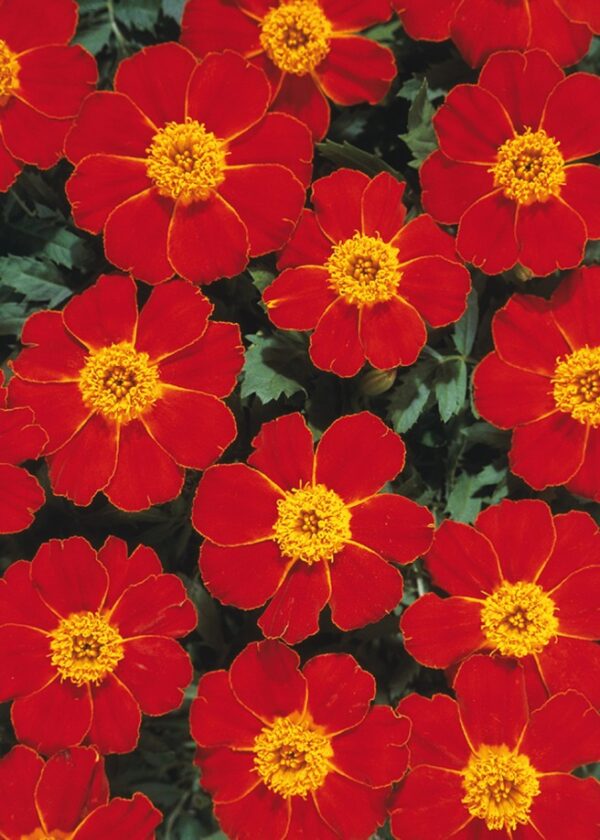 Tagetes patula nana (Marigold) Disco Red