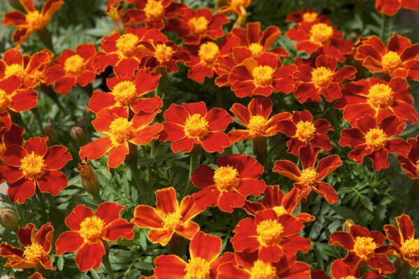 Tagetes patula nana (Marigold) Disco Red - Image 3