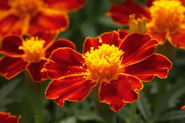 Tagetes patula nana (Marigold) Disco Red - Image 4