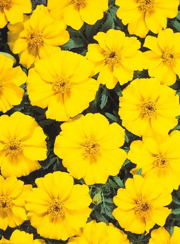 Tagetes patula nana (Marigold) Disco Yellow