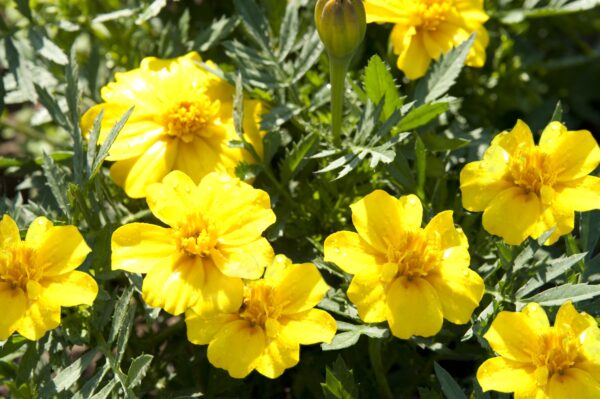 Tagetes patula nana (Marigold) Disco Yellow - Image 3