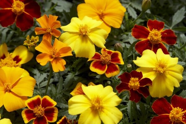 Tagetes patula nana (Marigold) Disco mixture - Image 3