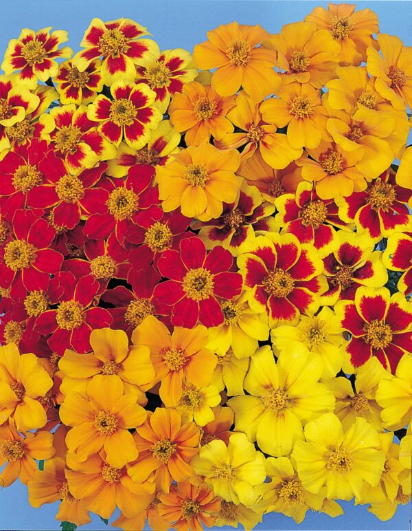 Tagetes patula nana (Marigold) Disco mixture