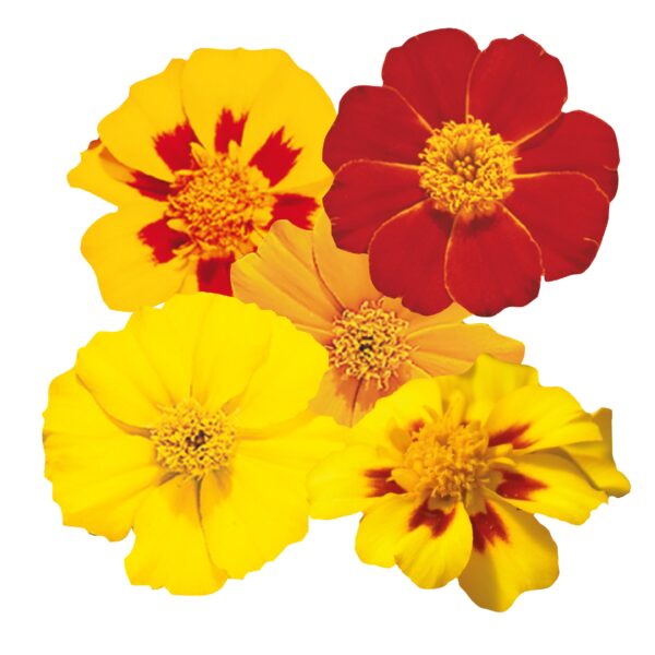 Tagetes patula nana (Marigold) Disco mixture - Image 2