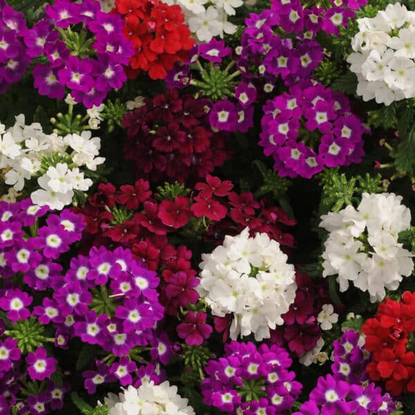 Verbena hybrida Quartz XP Merlot mixture