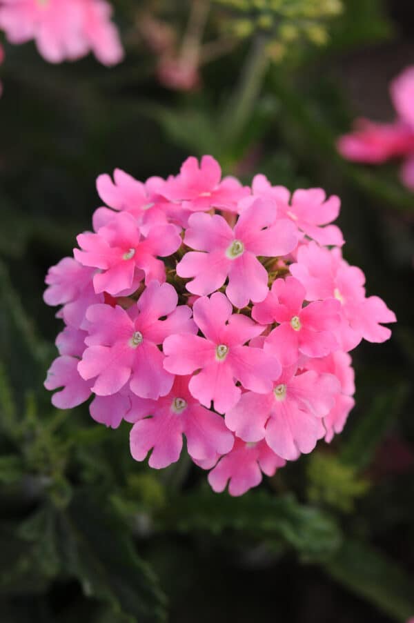 Verbena hybrida Quartz XP Pink