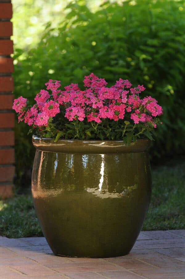 Verbena hybrida Quartz XP Pink - Image 2