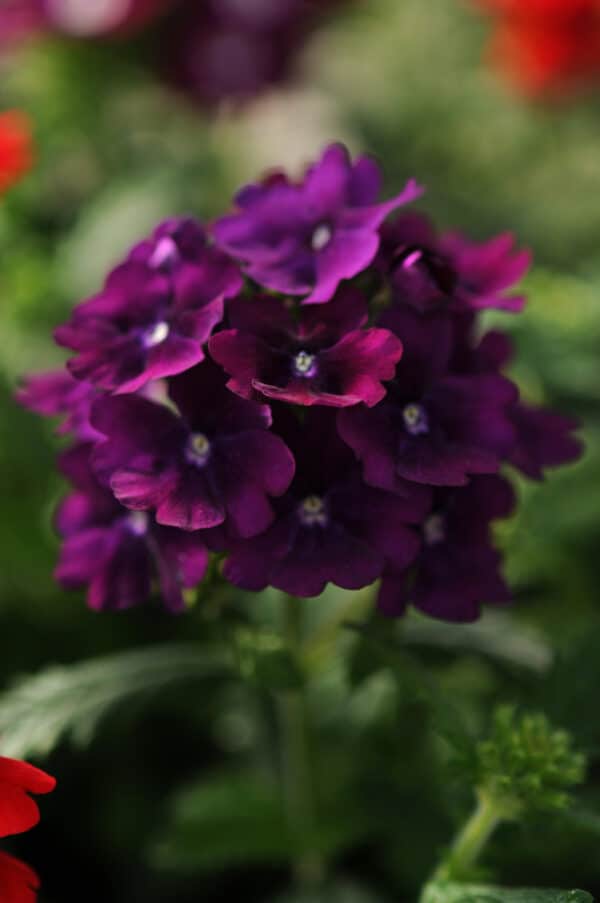 Verbena hybrida Quartz XP Purple