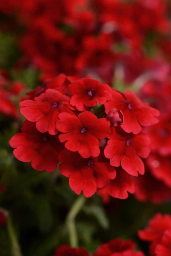 Verbena hybrida Quartz XP Scarlet