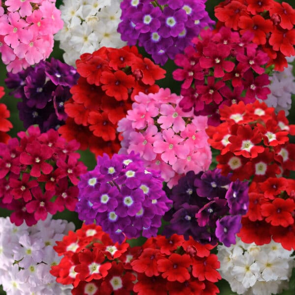 Verbena hybrida Quartz XP mixture