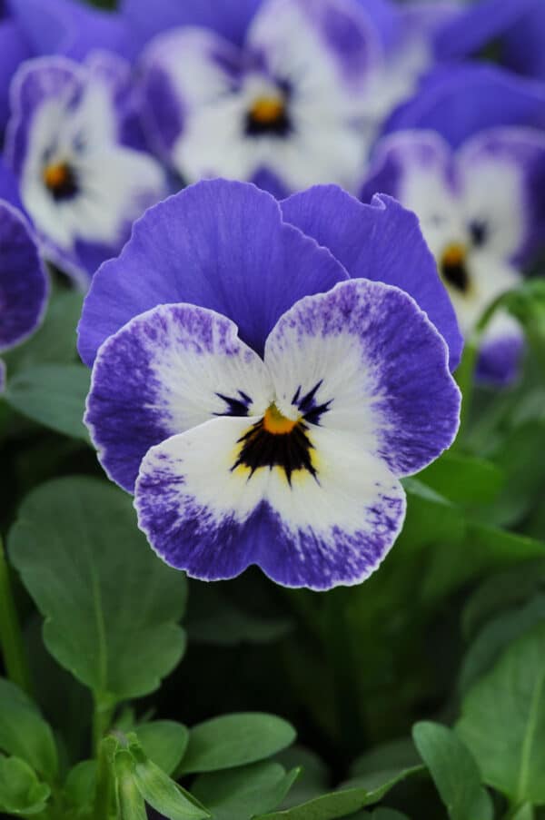 Viola cornuta F1 Sorbet® XP Delft Blue - Image 3