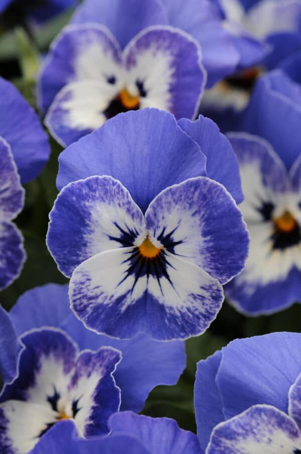 Viola cornuta F1 Sorbet® XP Delft Blue - Image 2