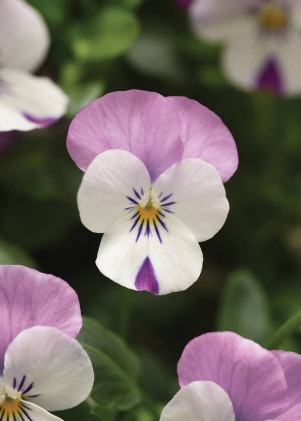 Viola cornuta F1 Sorbet® XP Pink Wing - Image 2