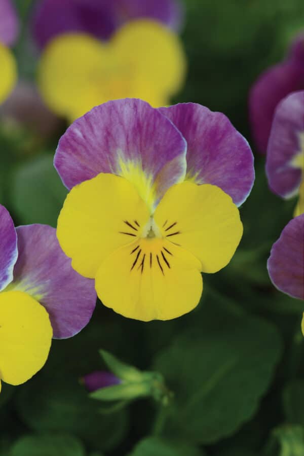 Viola cornuta F1 Sorbet® XP Yellow Pink Jump Up - Image 4