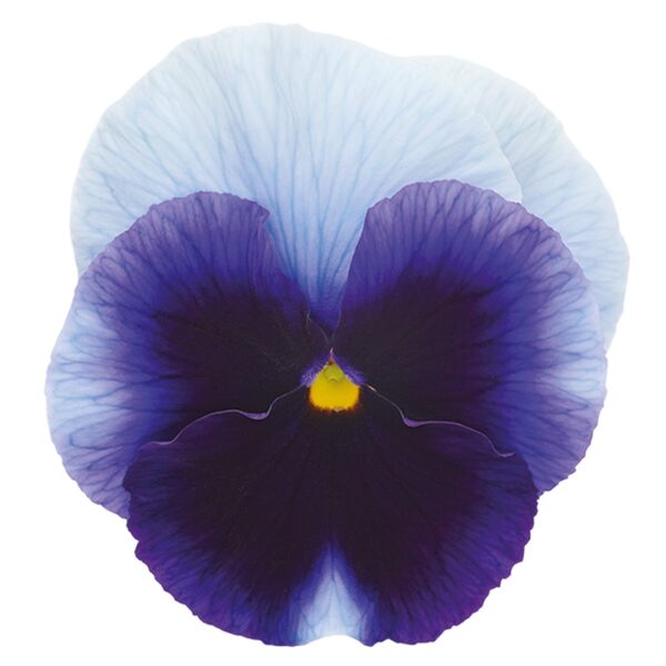 Viola wittrockiana F₁ Inspire® Plus Beaconsfield - Image 3