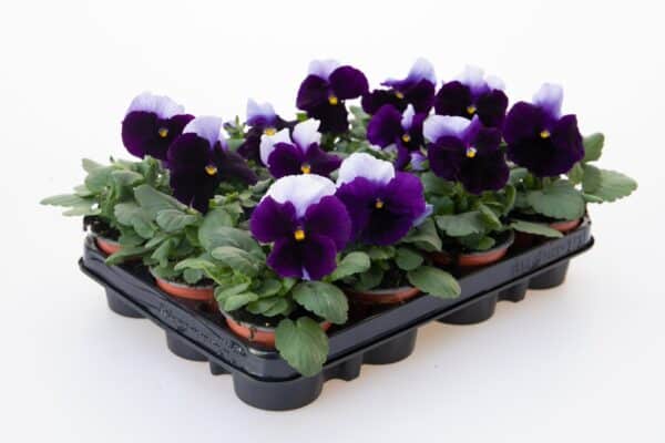 Viola wittrockiana F₁ Inspire® Plus Beaconsfield - Image 2