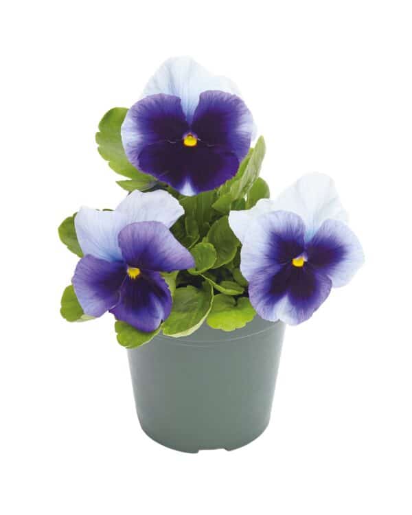 Viola wittrockiana F₁ Inspire® Plus Beaconsfield