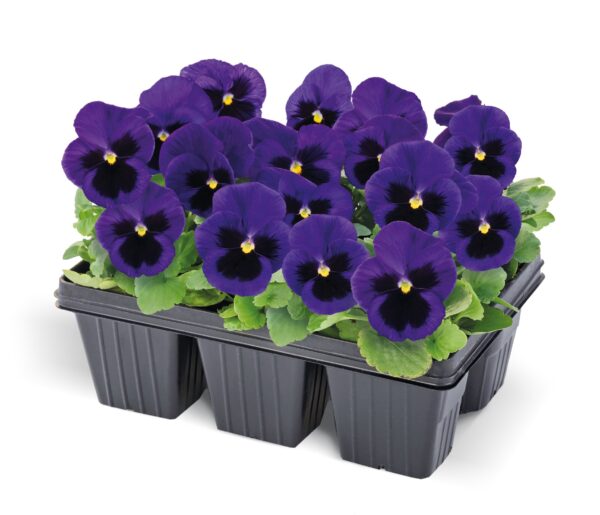 Viola wittrockiana F₁ Inspire® Plus Blue Blotch - Image 2