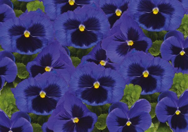 Viola wittrockiana F₁ Inspire® Plus Blue Blotch - Image 5